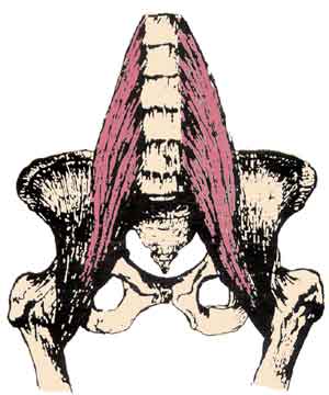 iliopsoas muscle
