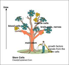 Stem cells 5