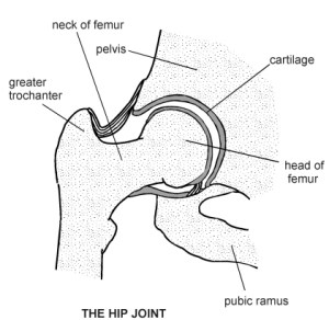 Hip Joint Diagram
