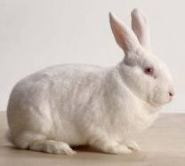 White Rabbit
